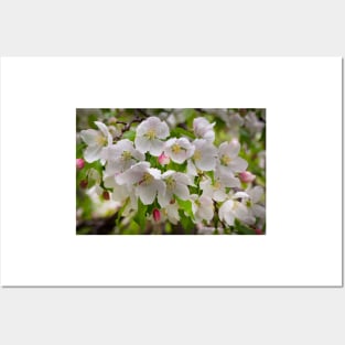 Crabapple Blossoms Posters and Art